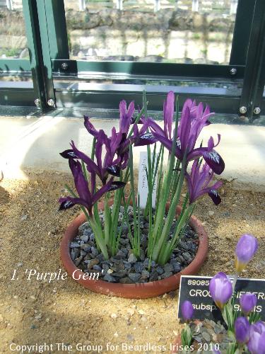 DSCF6557 - I. 'Purple Gem'